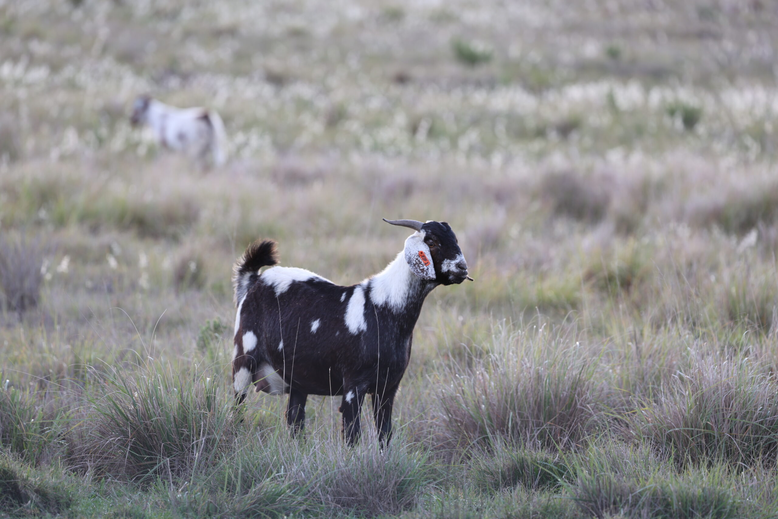 Lob Ear Goats 1