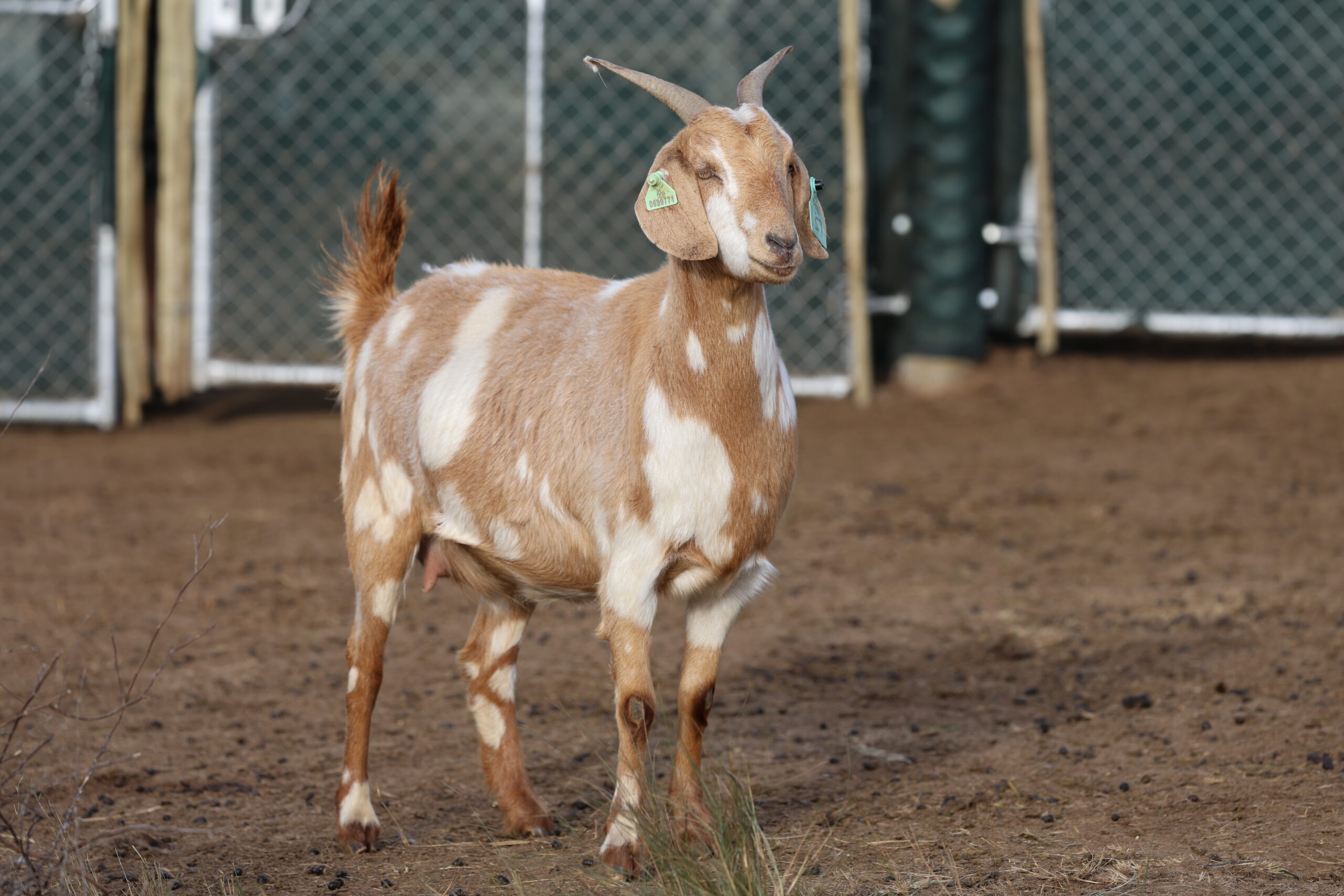 Lob Ear Goats 11