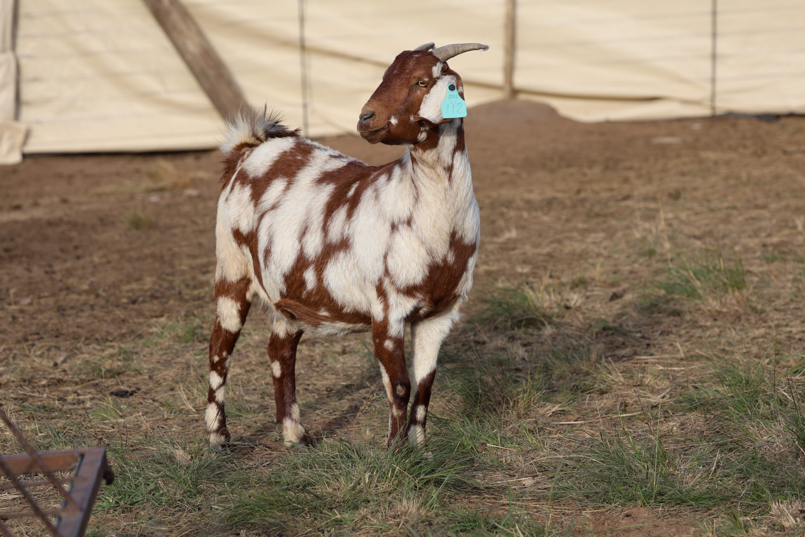 Lob Ear Goats 12