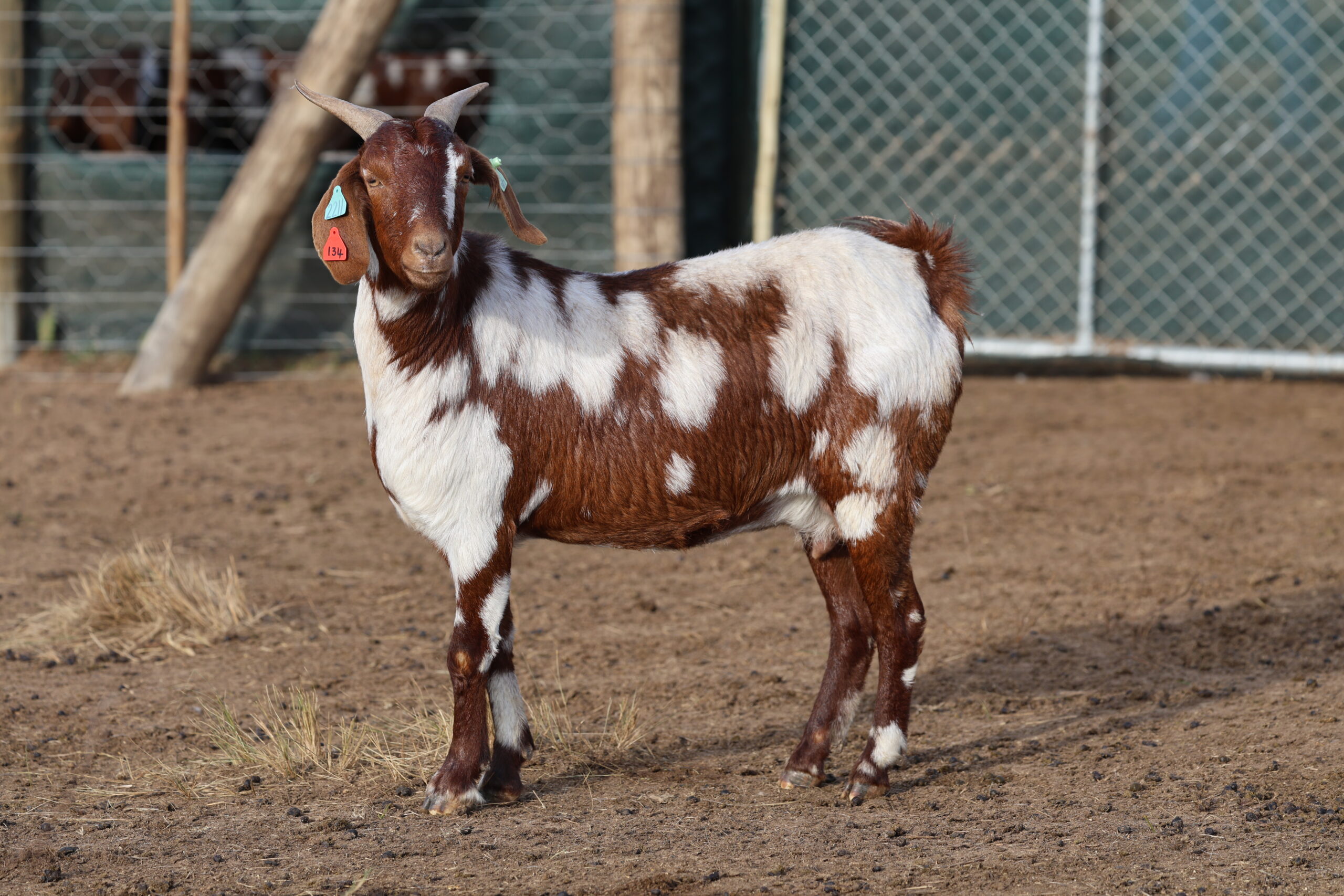 Lob Ear Goats 13