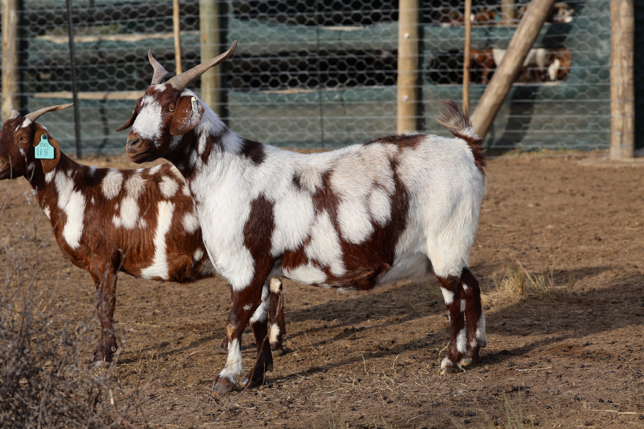 Lob Ear Goats 14