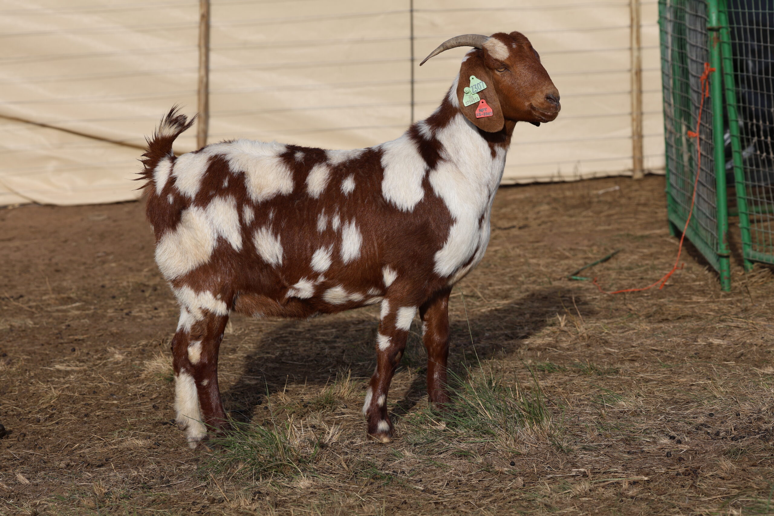 Lob Ear Goats 15