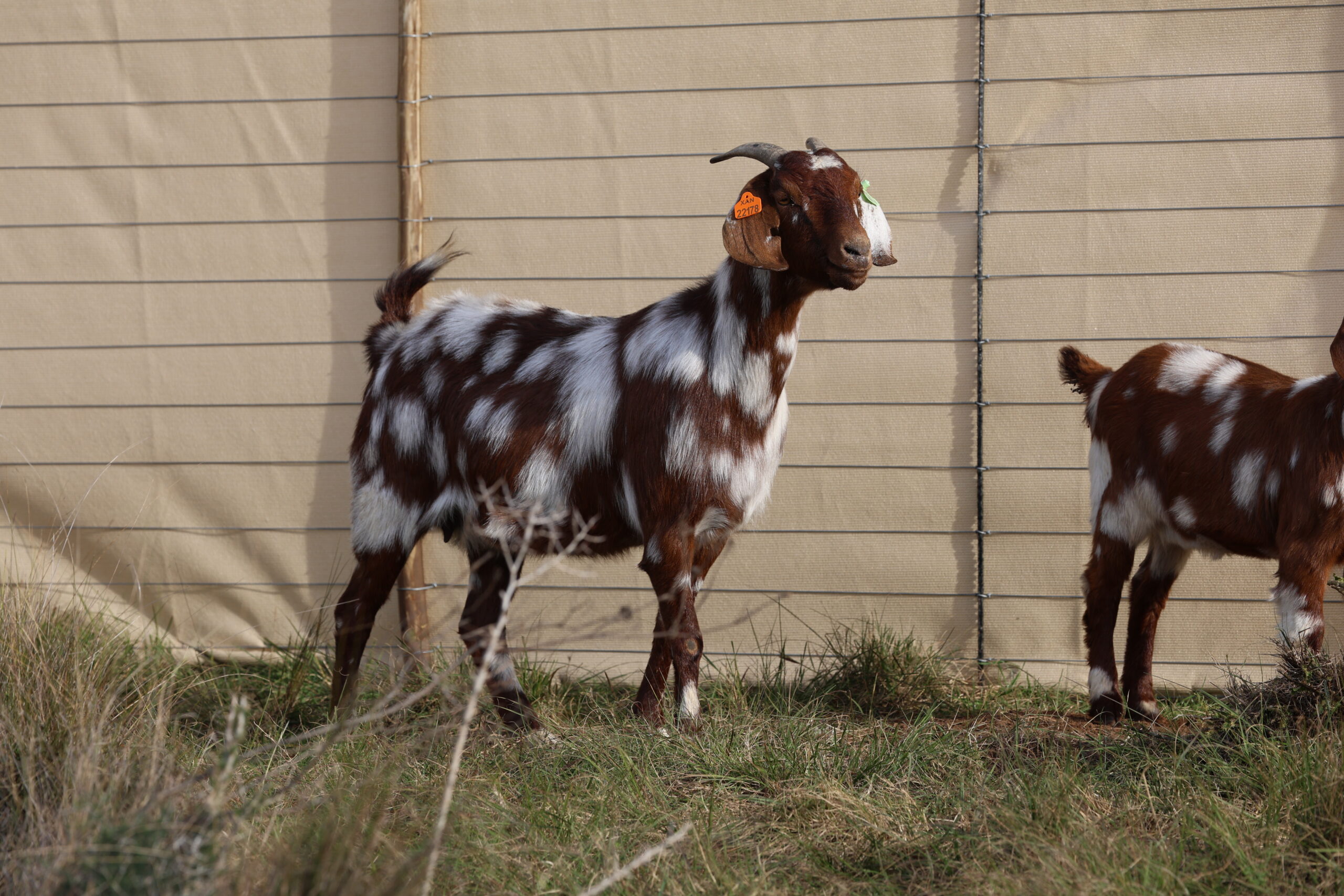 Lob Ear Goats 16