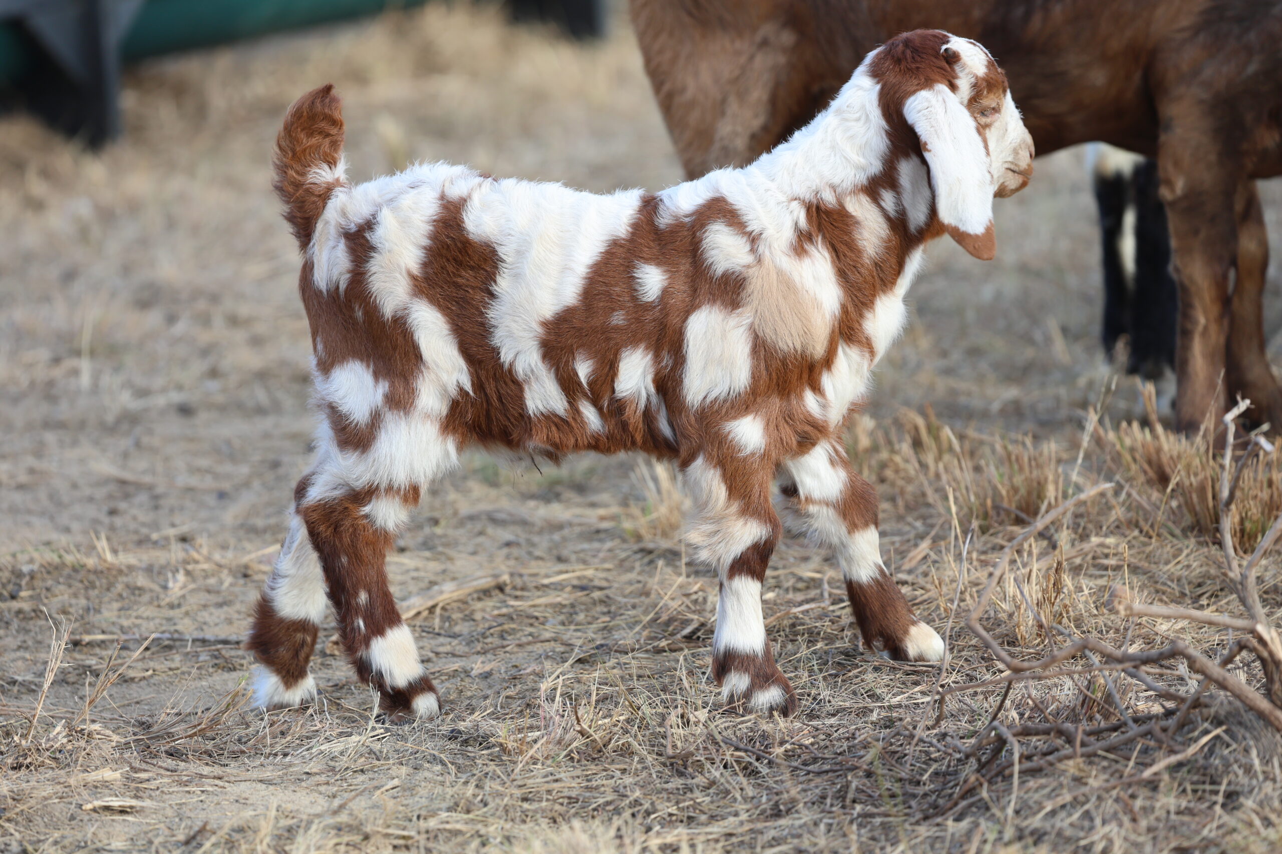 Lob Ear Goats 17