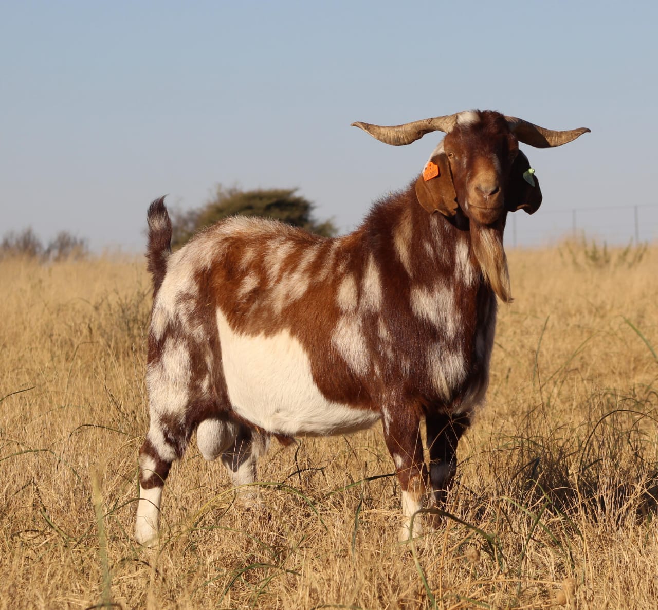 Lob Ear Goats 18