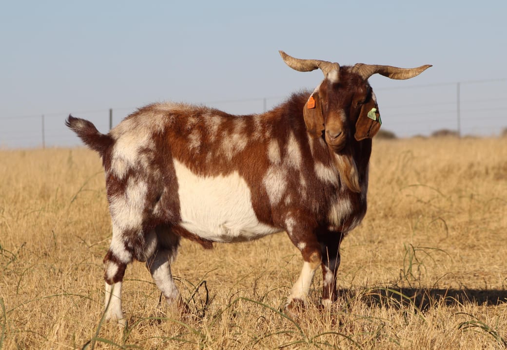 Lob Ear Goats 19