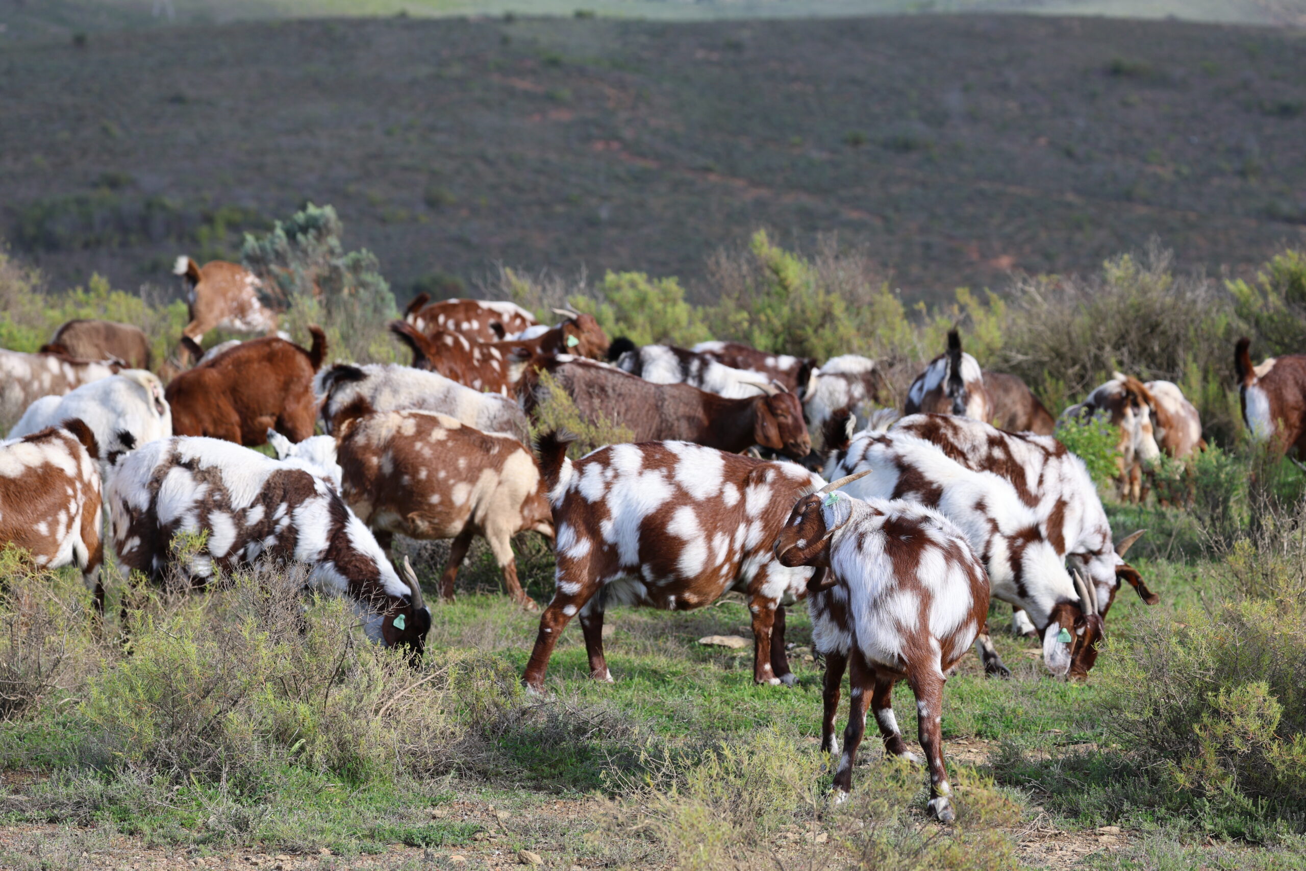 Lob Ear Goats 2