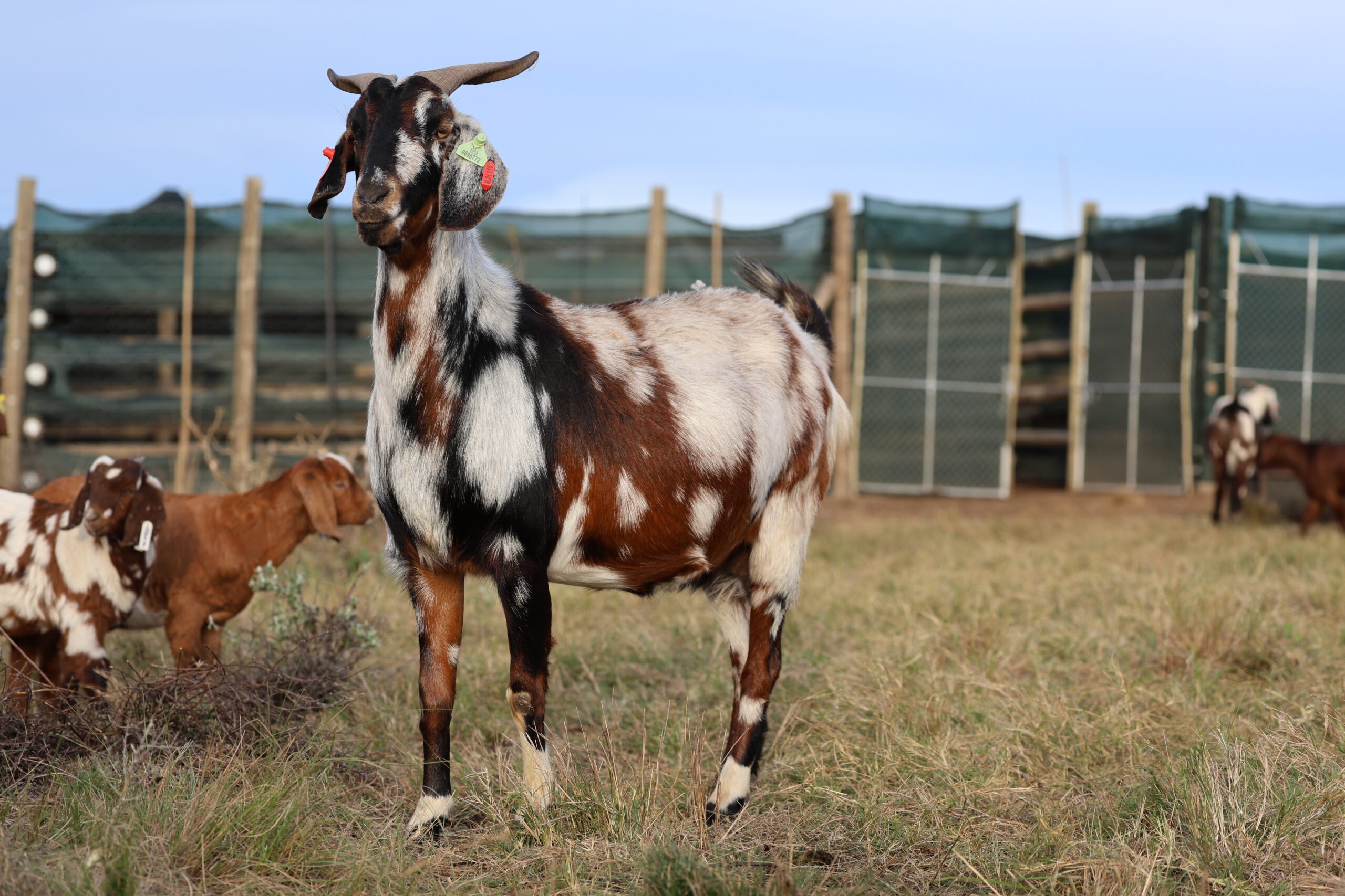 Lob Ear Goats 3