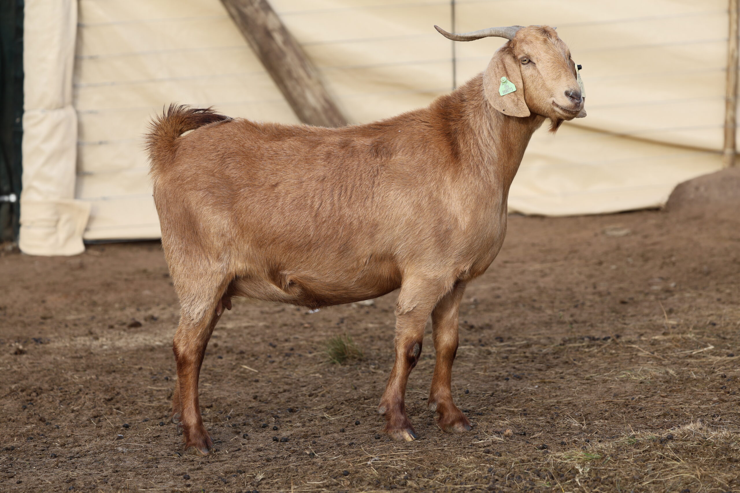 Lob Ear Goats 5
