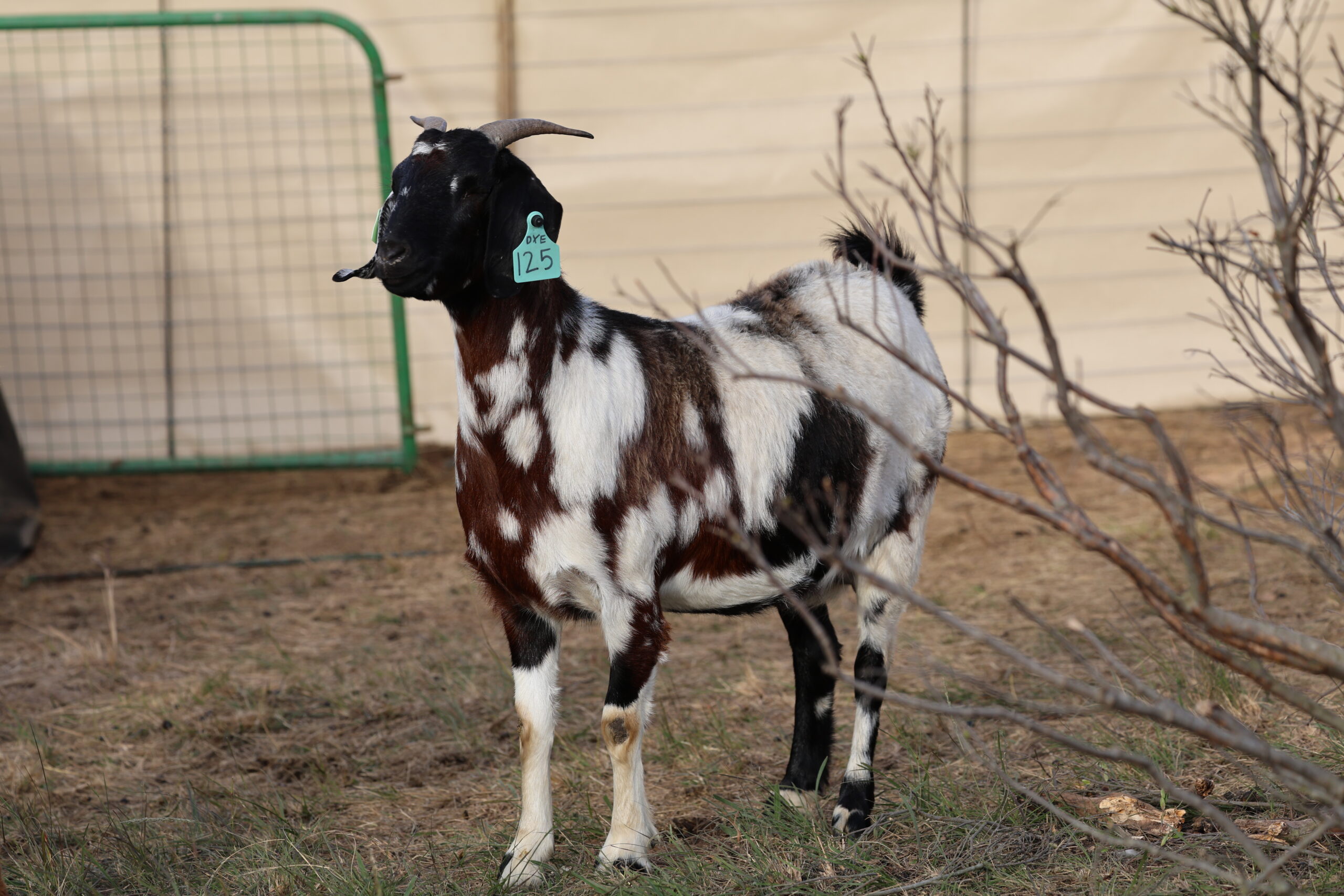 Lob Ear Goats 6