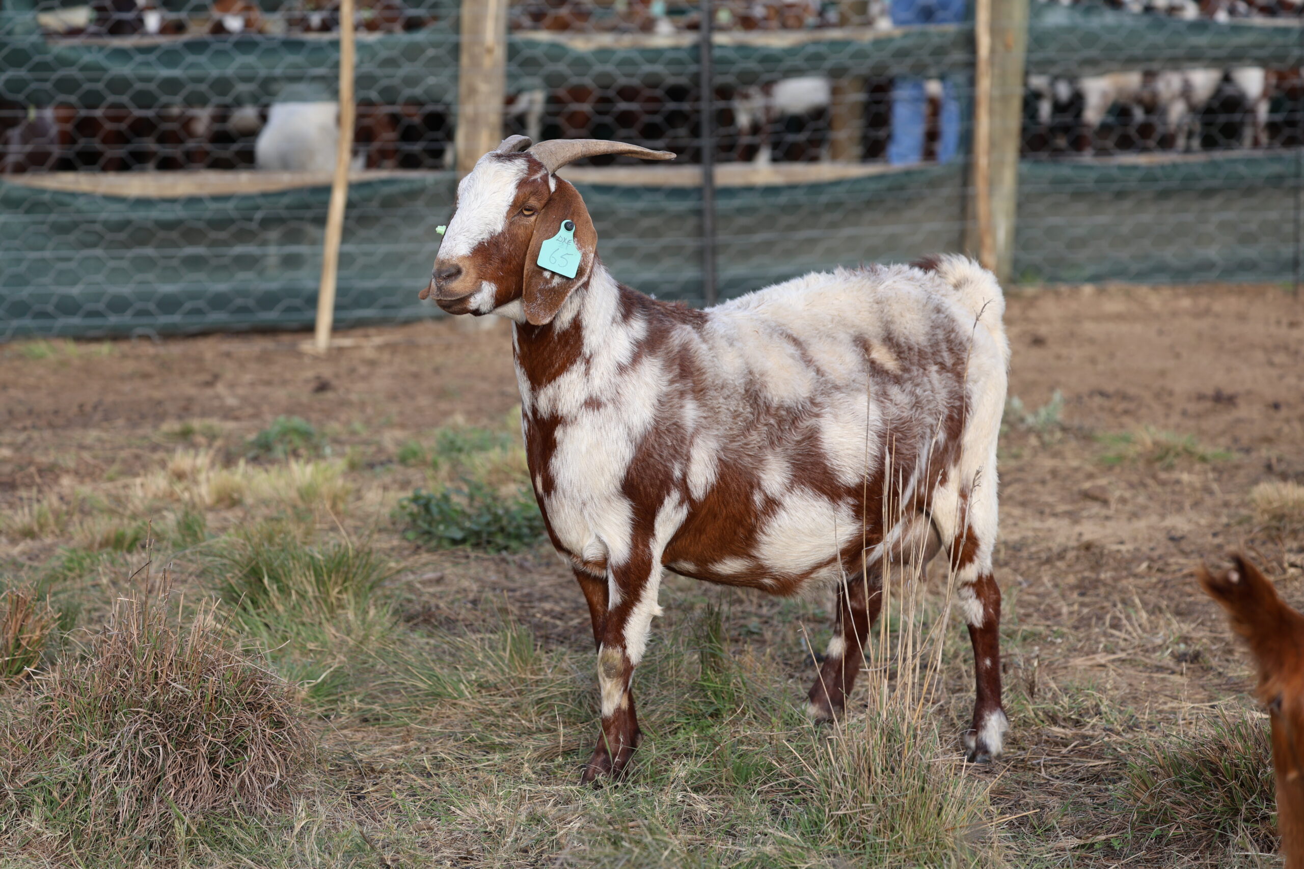 Lob Ear Goats 7