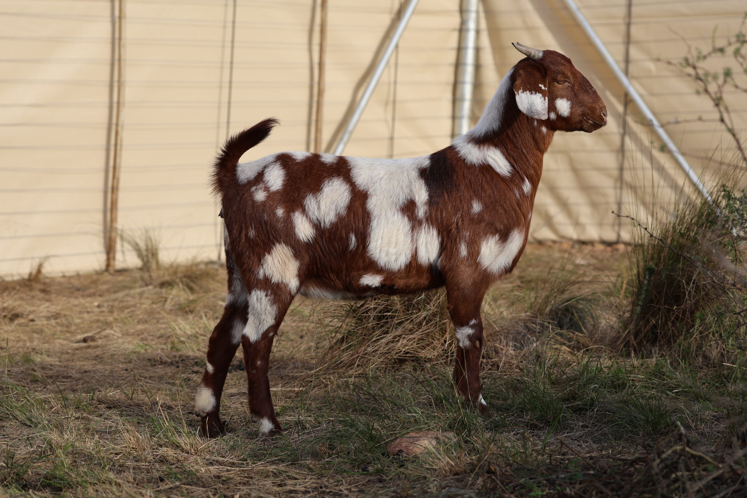 Lob Ear Goats 8
