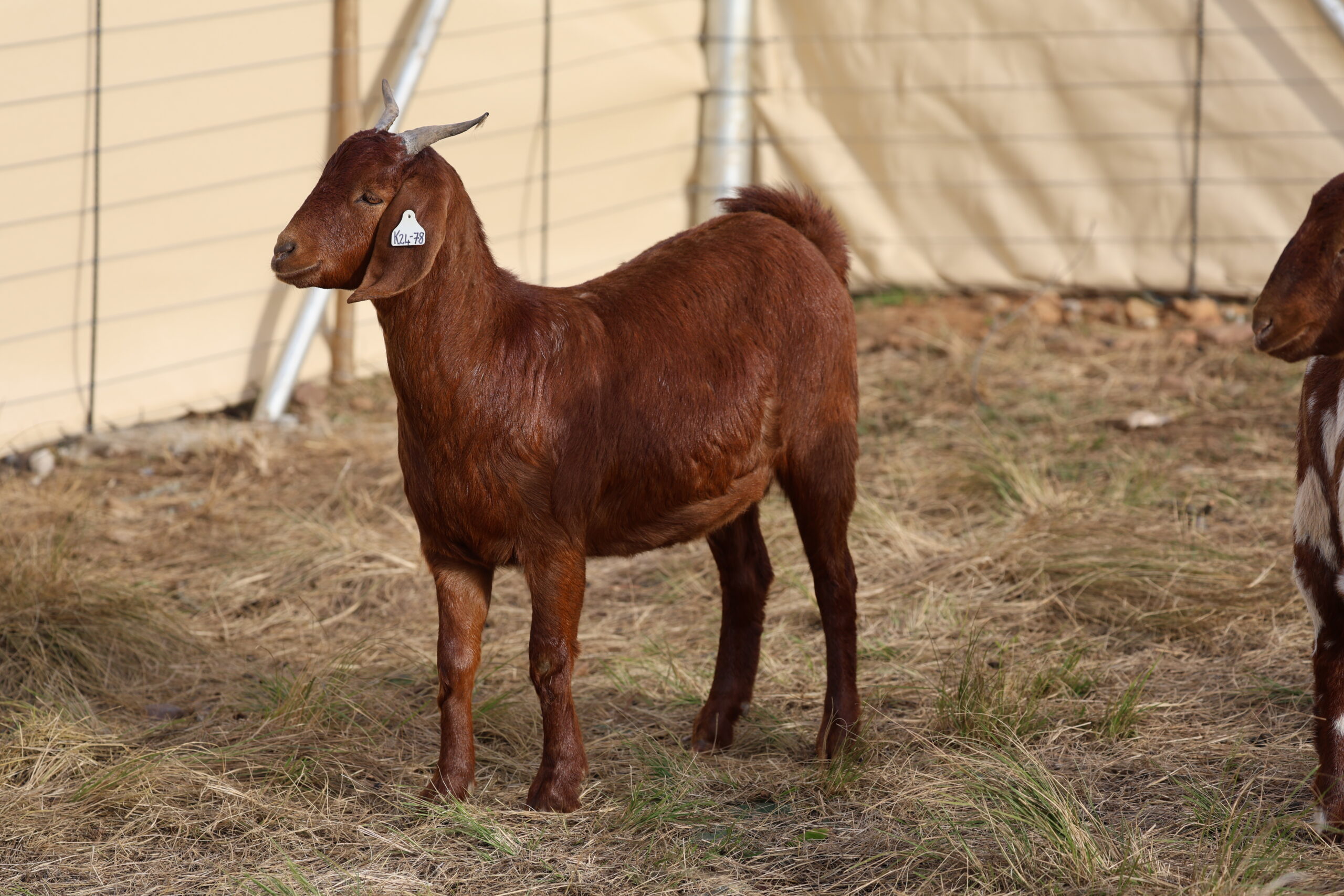 Lob Ear Goats 9