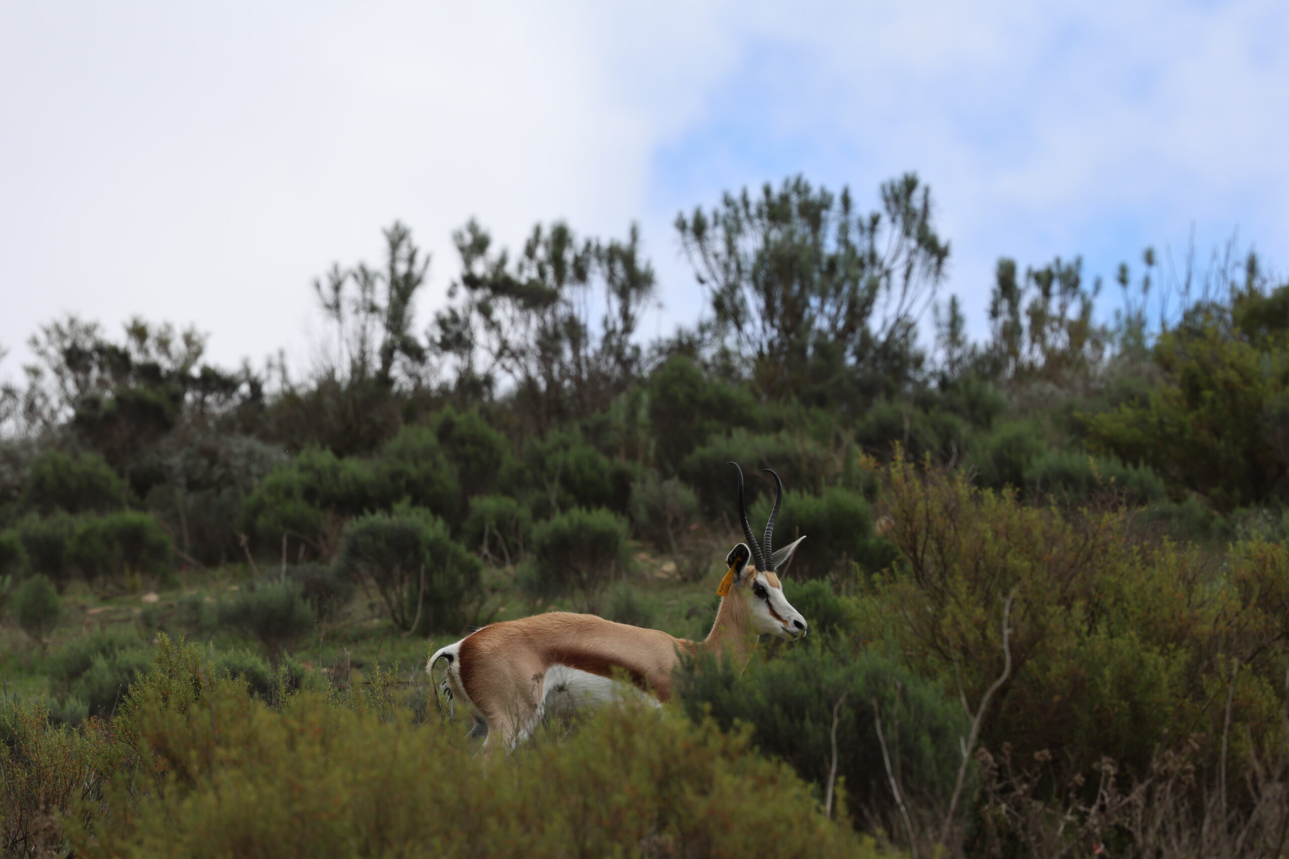 Springbuck 10