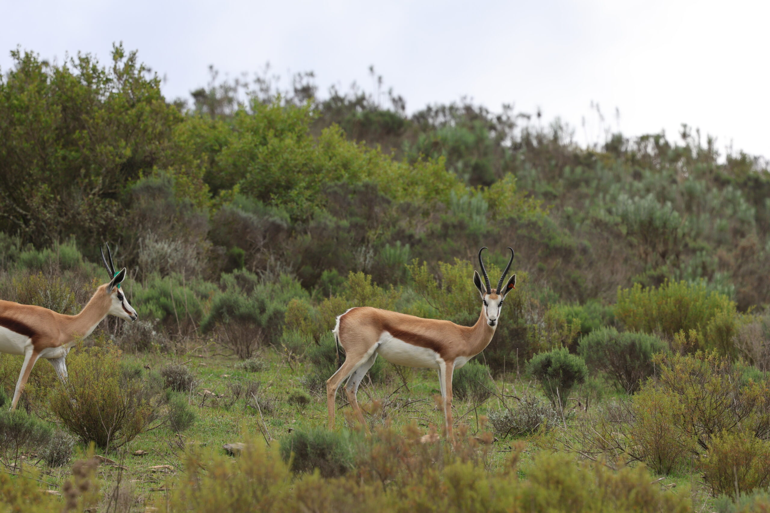 Springbuck 11