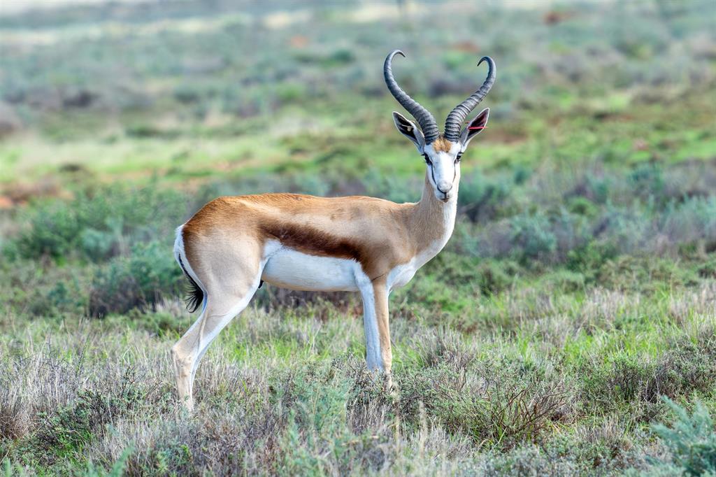 Springbuck 13