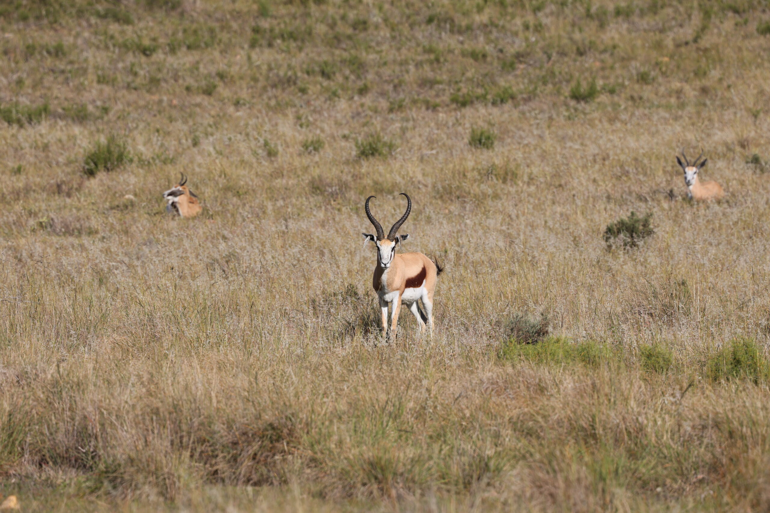 Springbuck 3