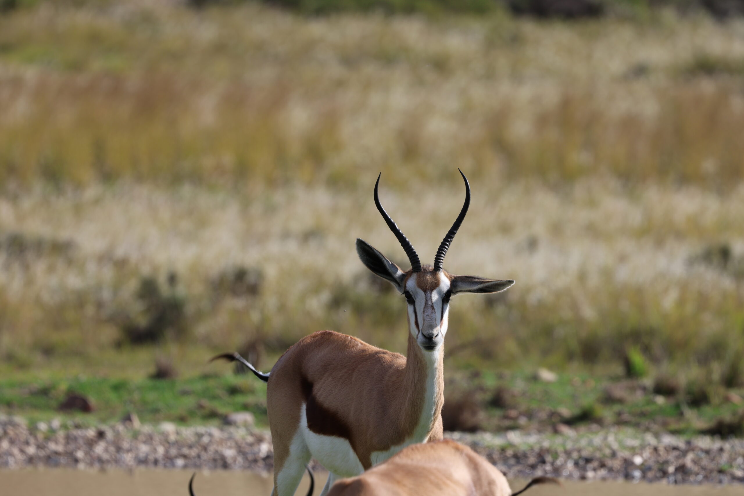 Springbuck 4