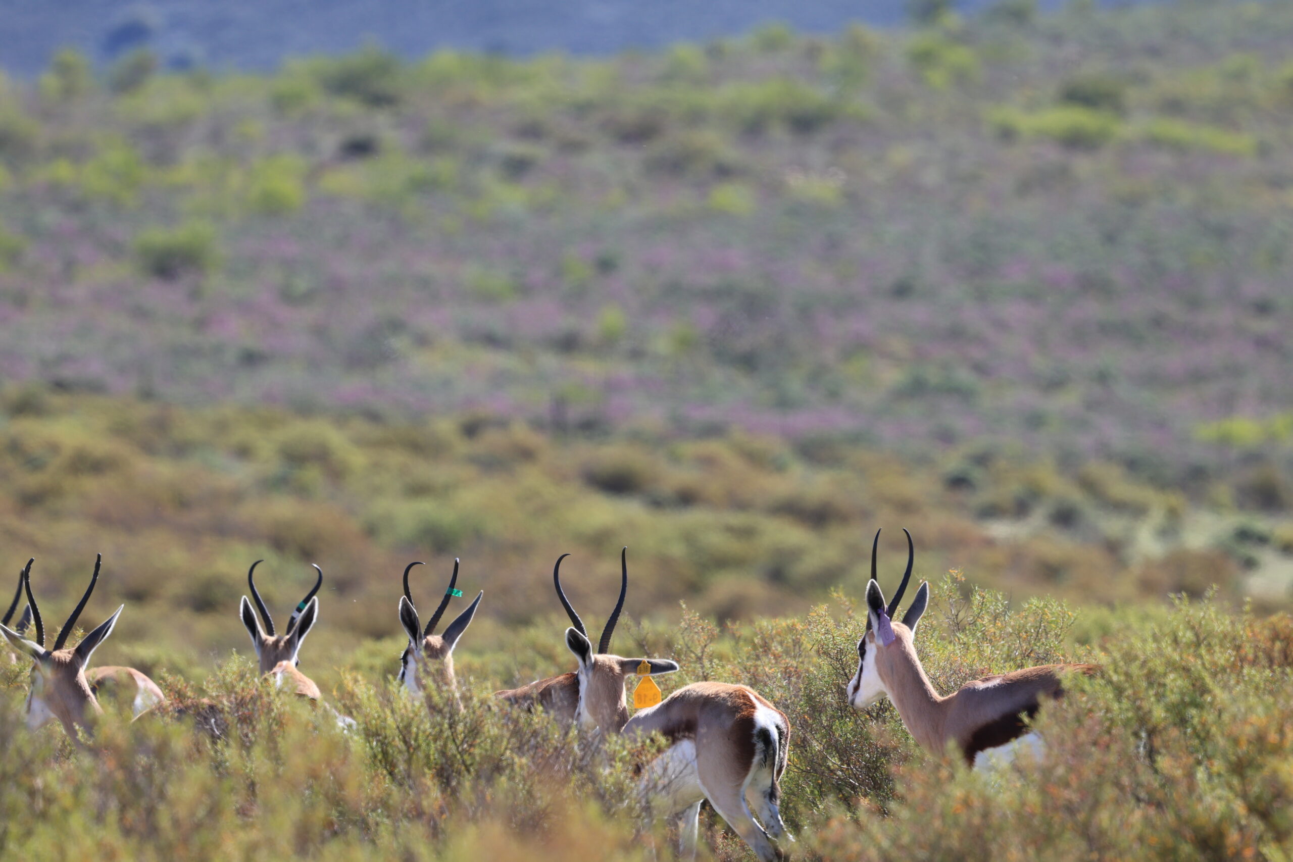 Springbuck 6