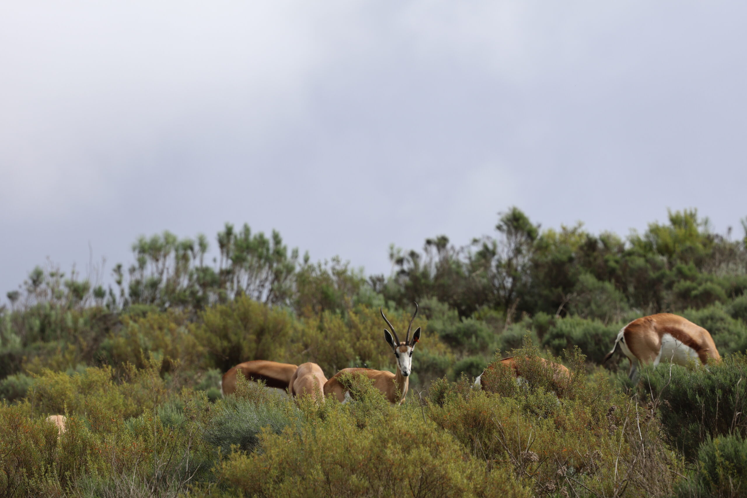 Springbuck 7