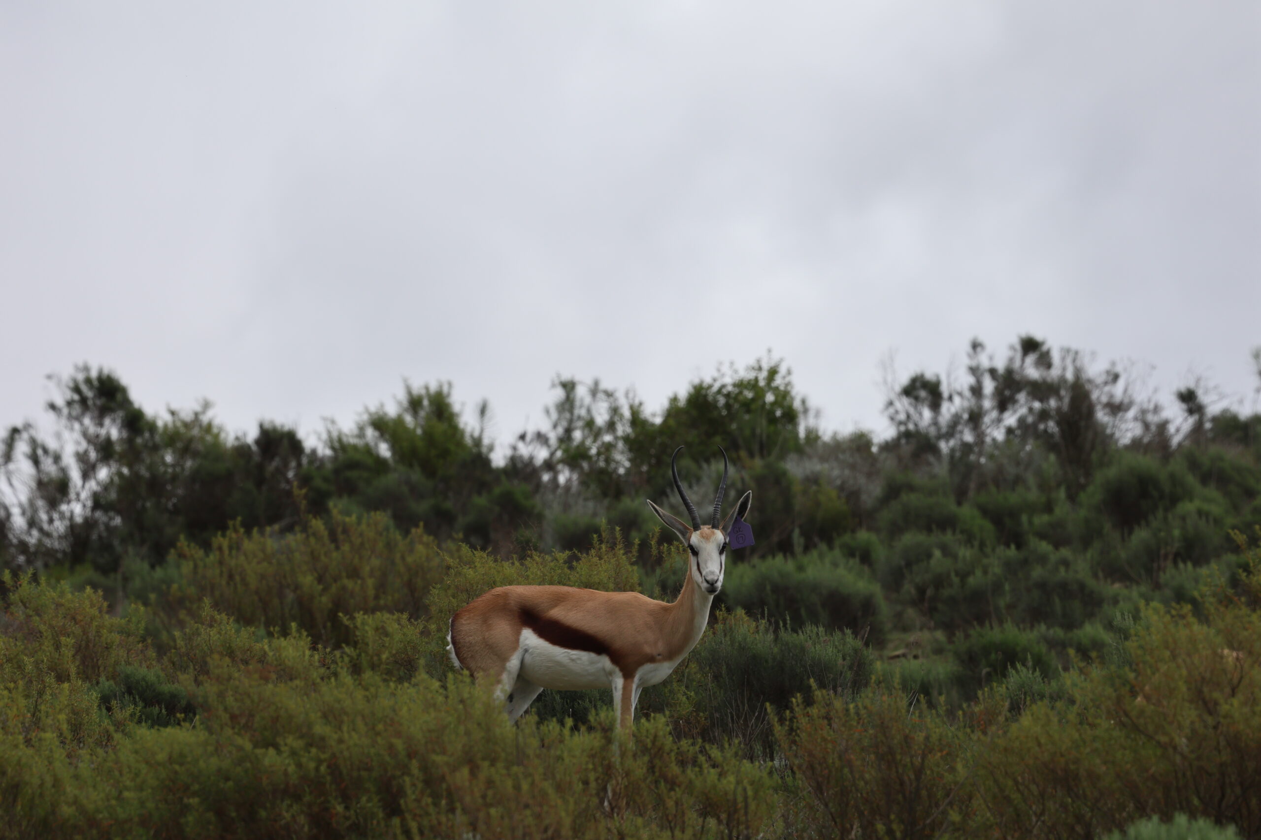 Springbuck 9