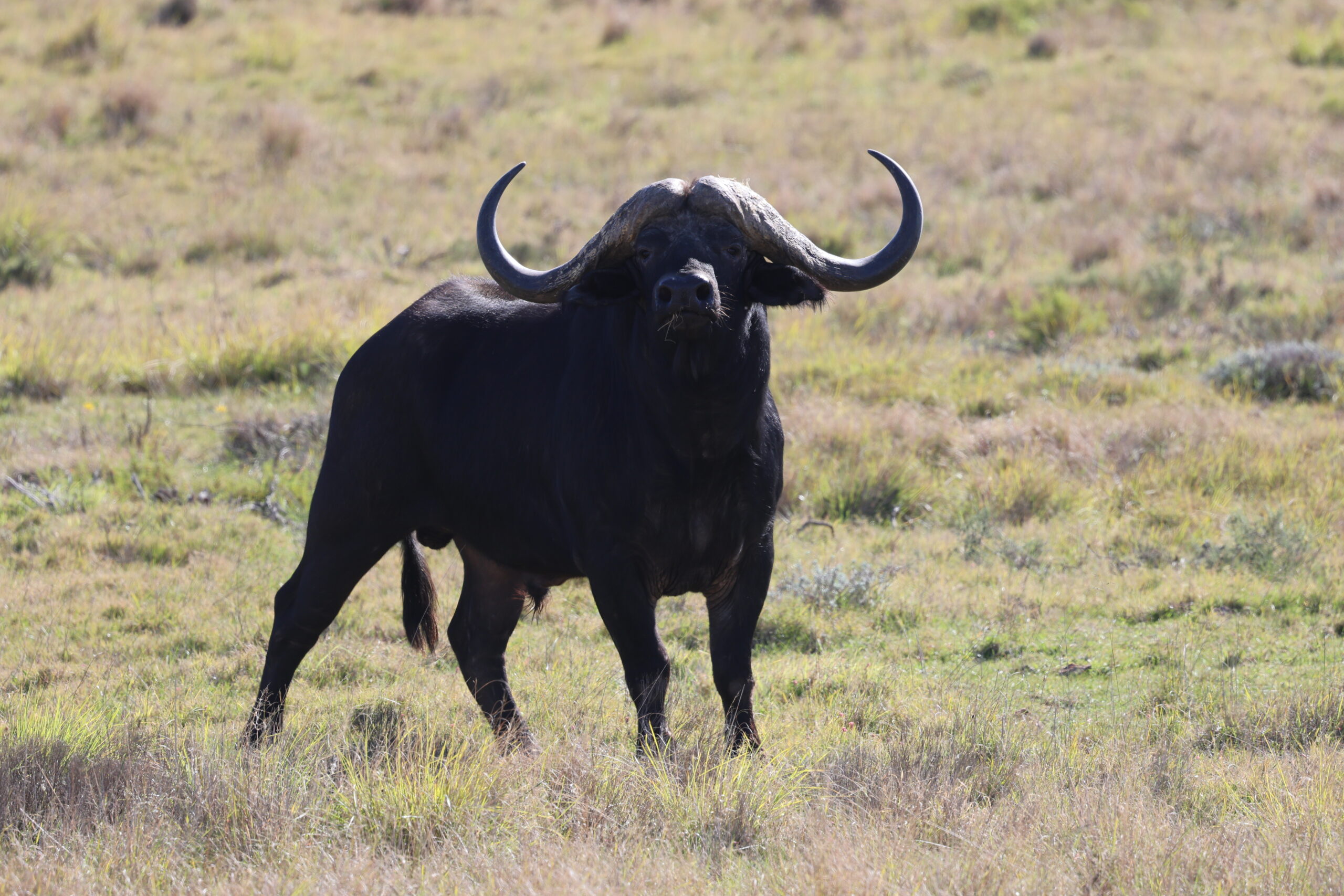 buffalo 1