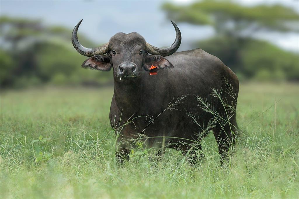 buffalo 10