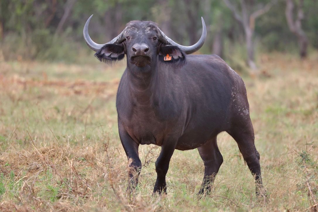 buffalo 12