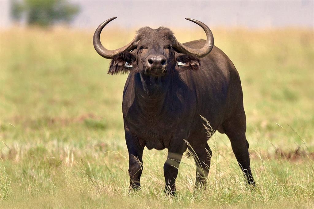 buffalo 13