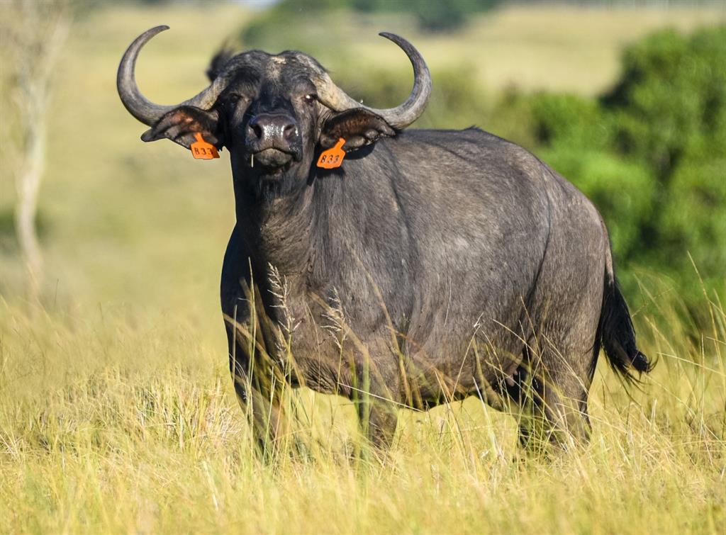 buffalo 14