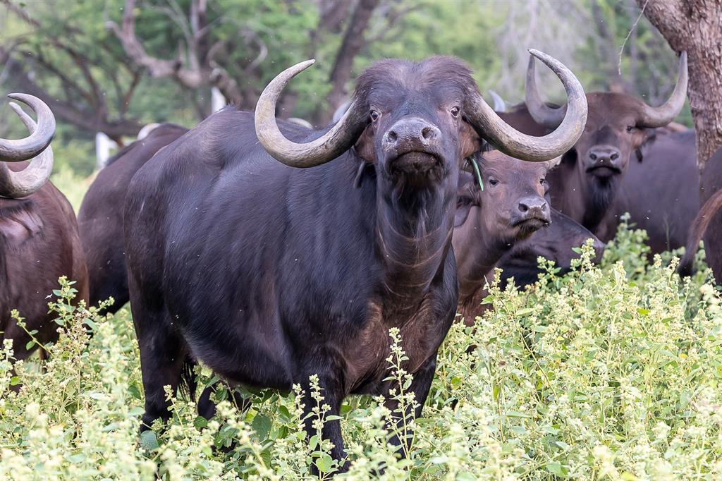 buffalo 15