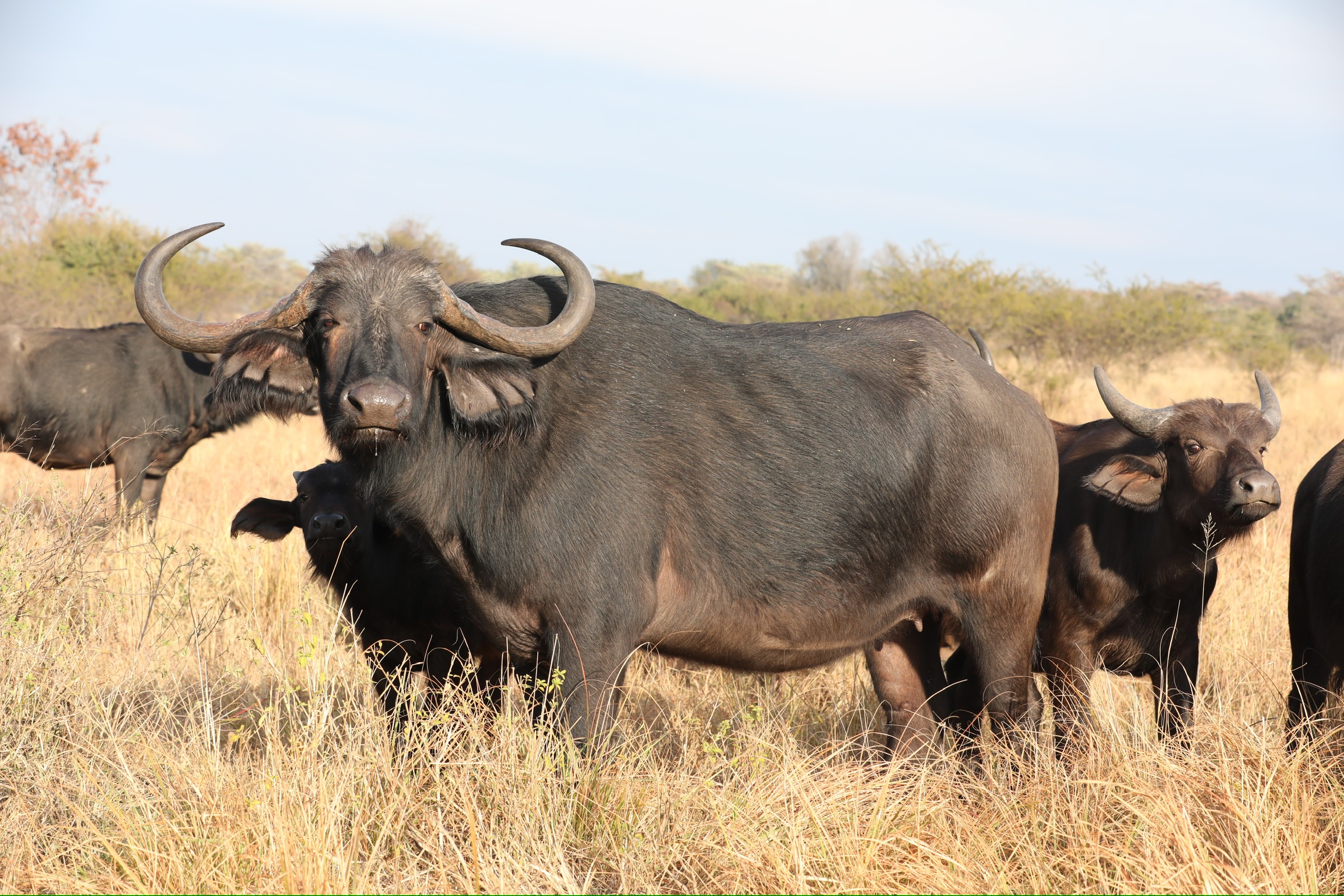 buffalo 16