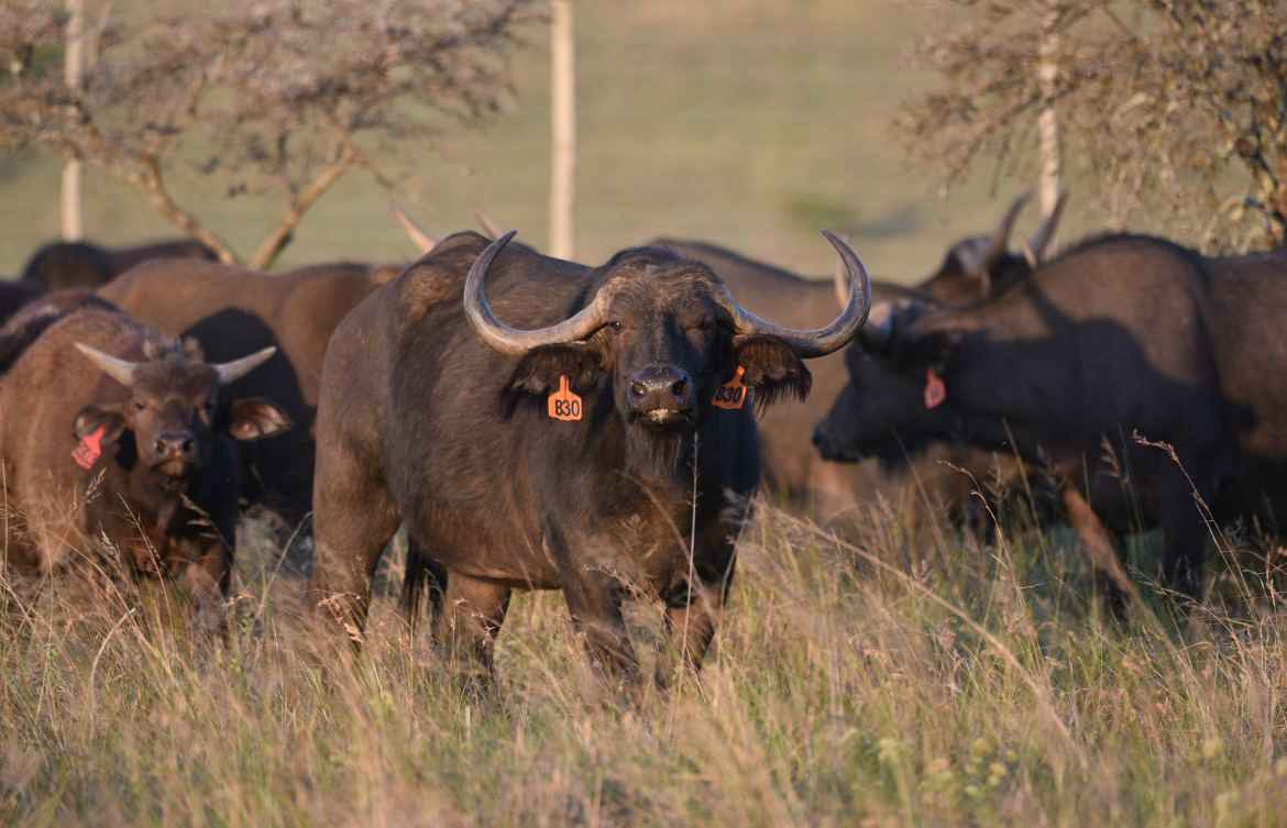 buffalo 17