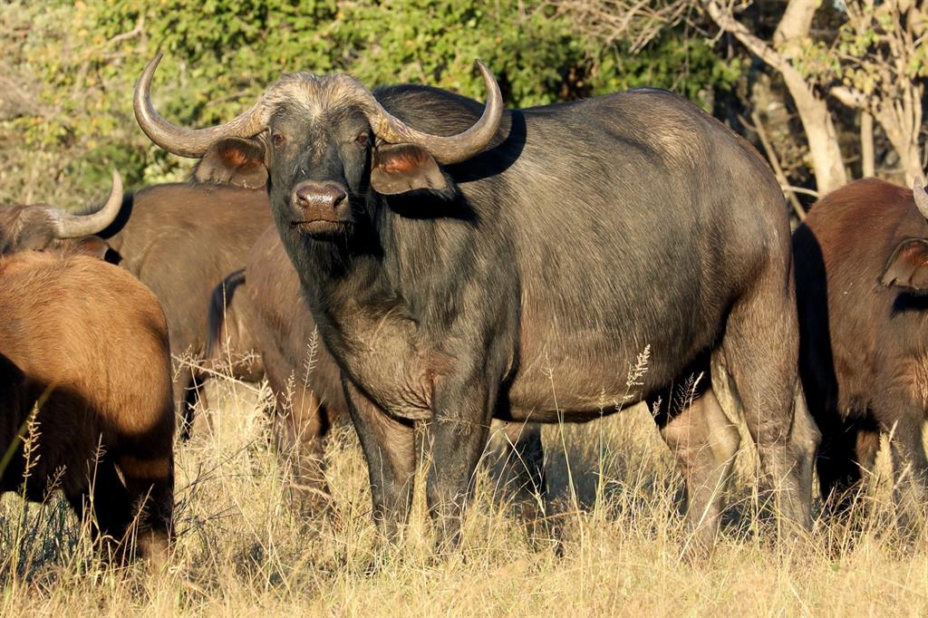 buffalo 18