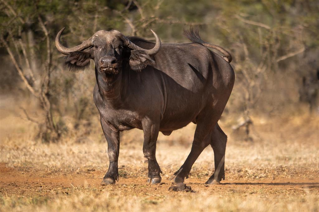buffalo 19