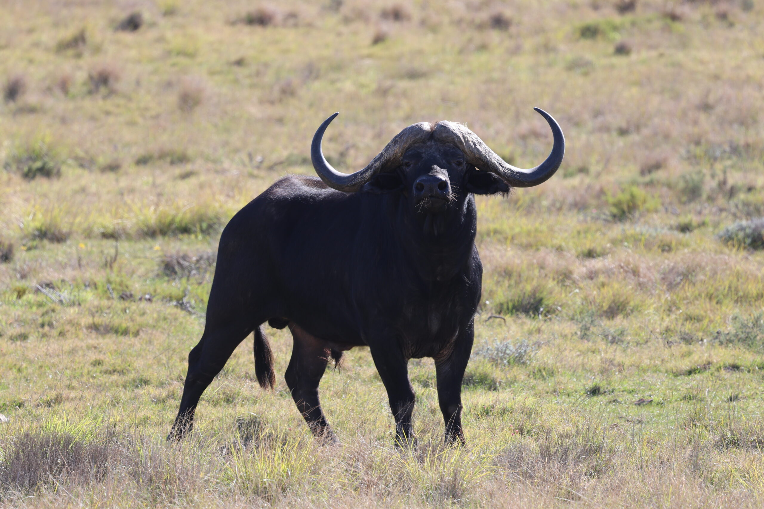 buffalo 2