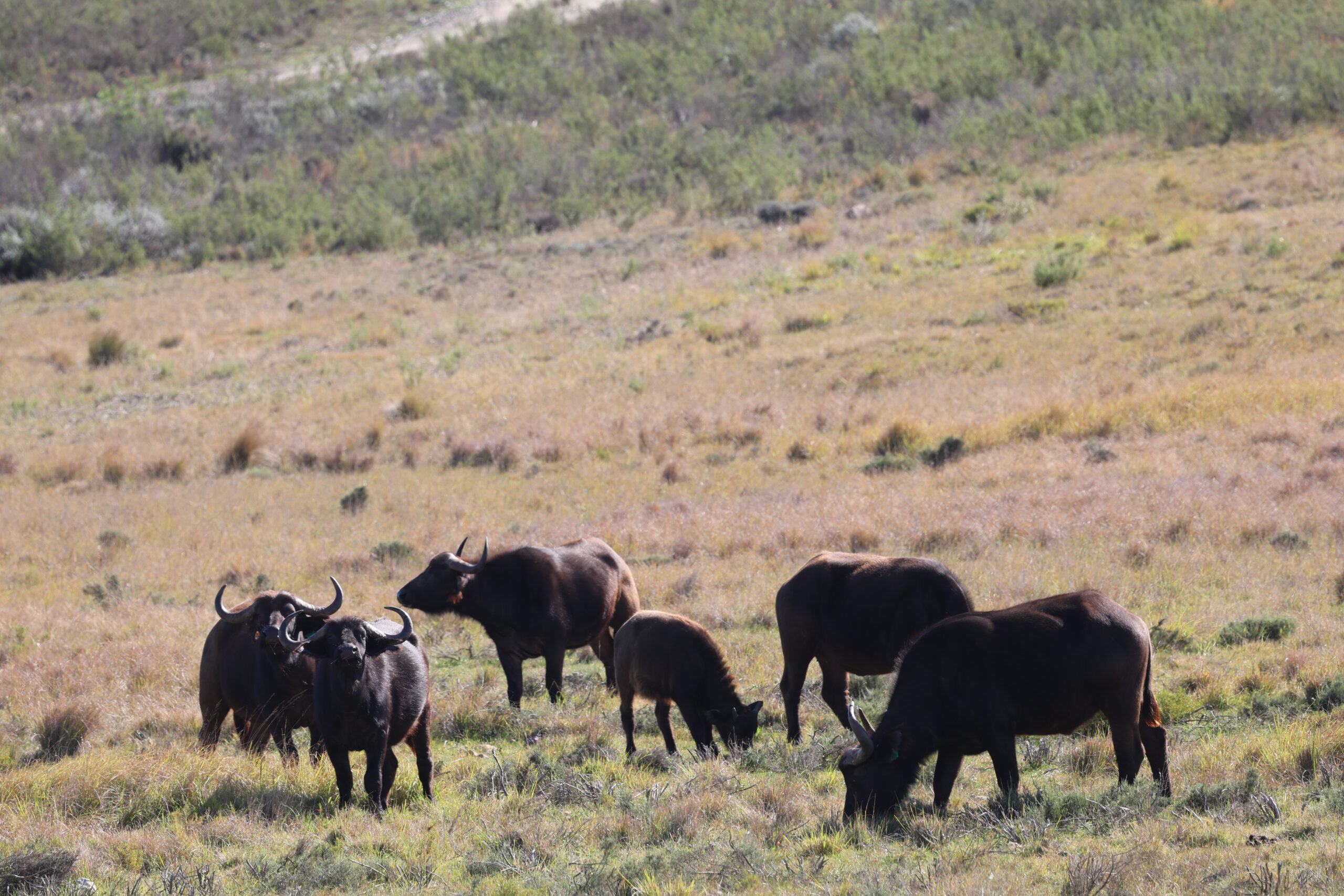 buffalo 4