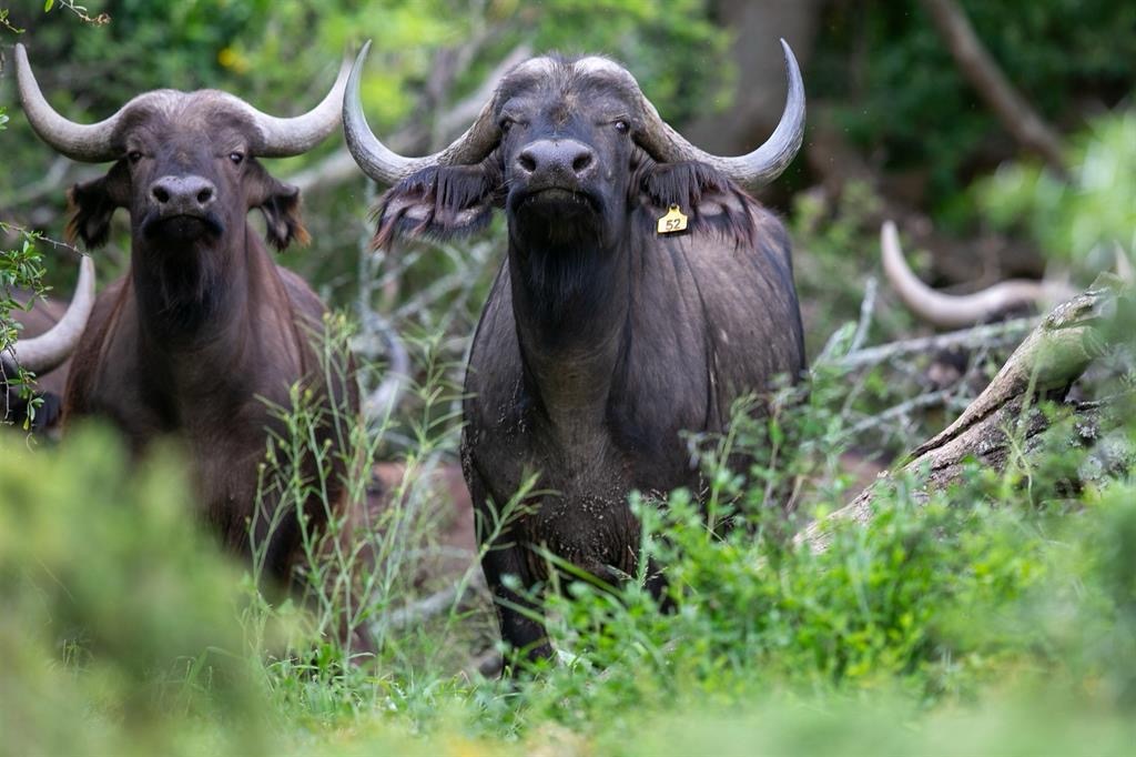 buffalo 5