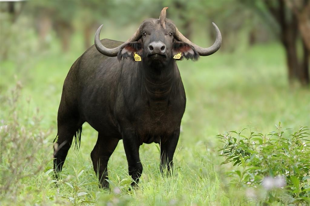 buffalo 6