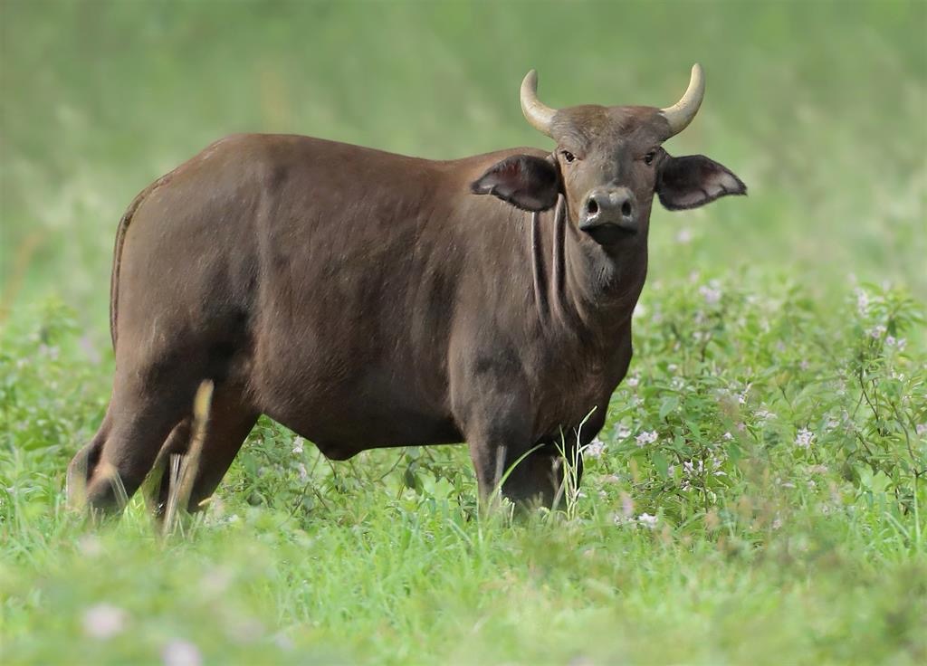 buffalo 7