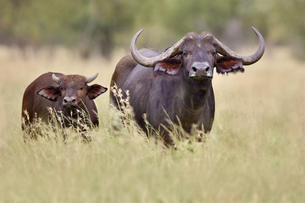 buffalo 8