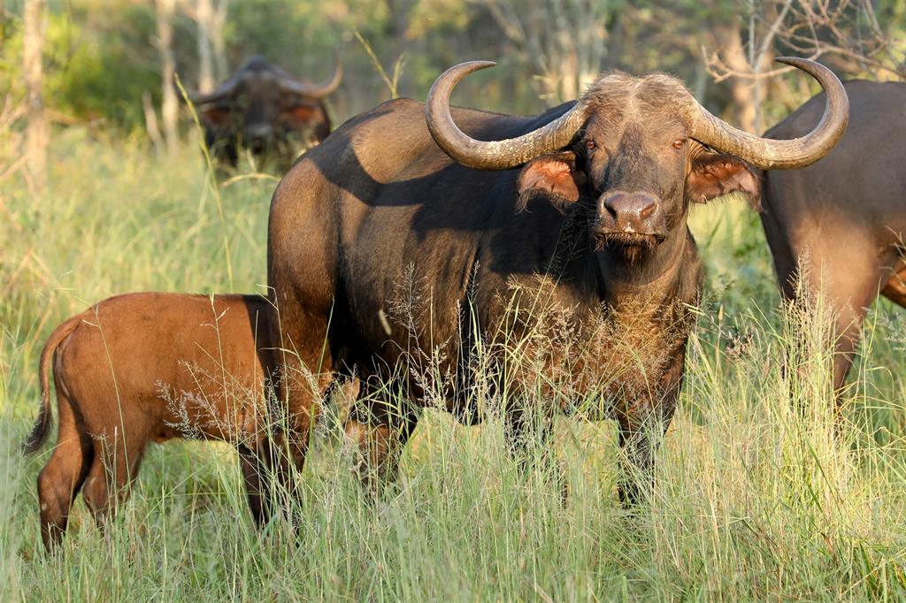 buffalo 9