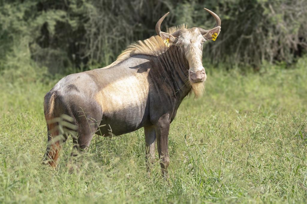 king wildebeest 10
