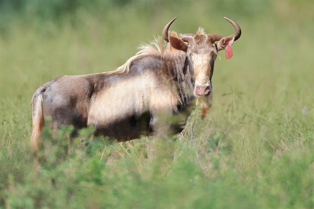 king wildebeest 2
