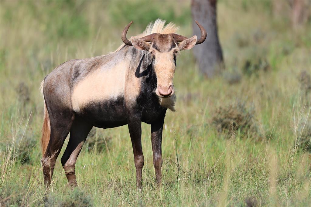 king wildebeest 3