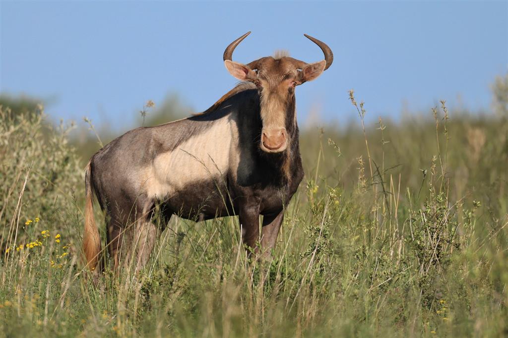 king wildebeest 5
