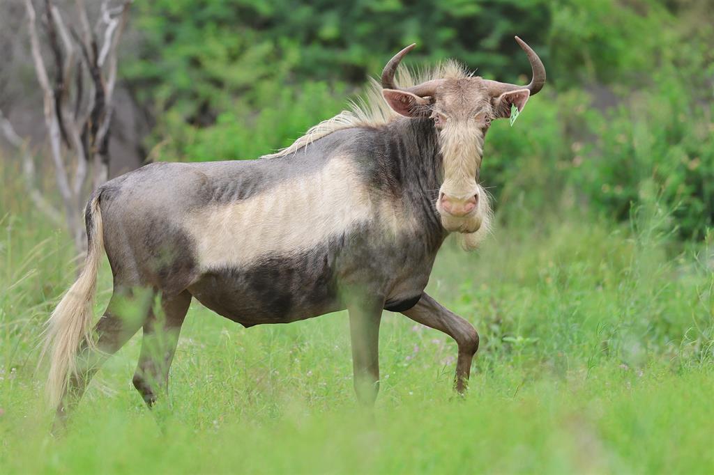 king wildebeest 7