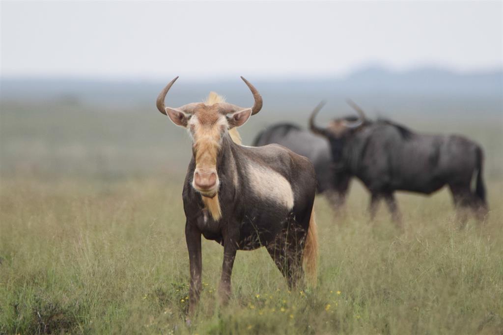 king wildebeest 8