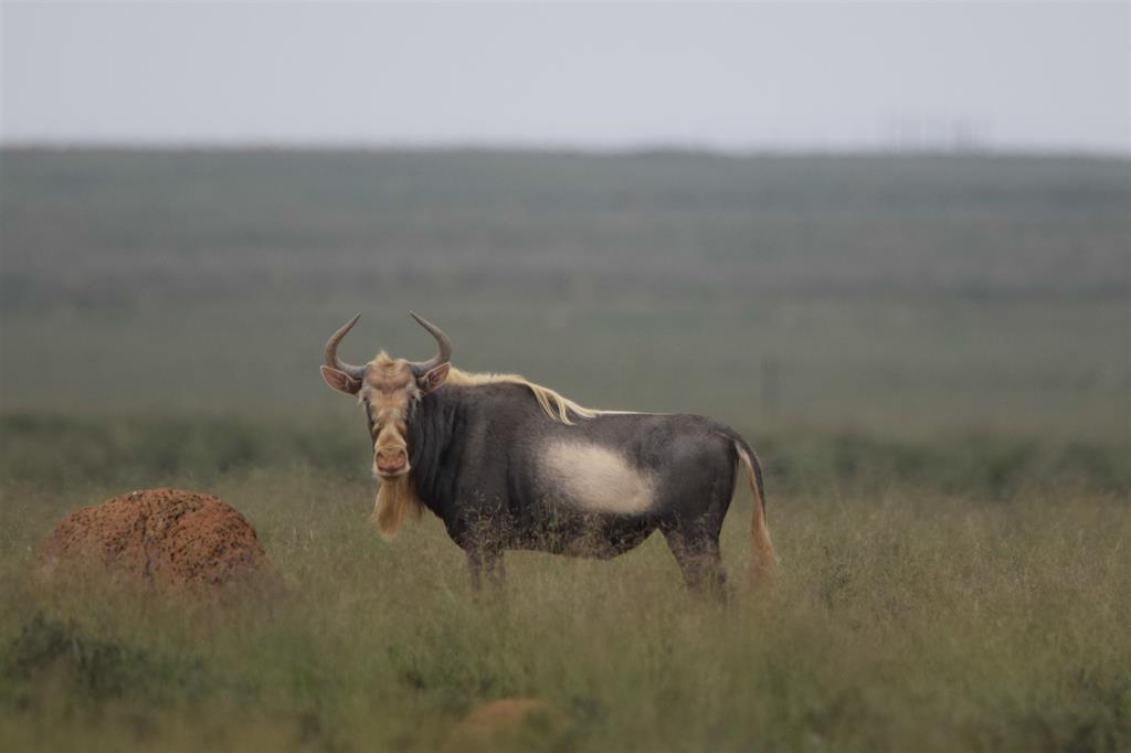 king wildebeest 9