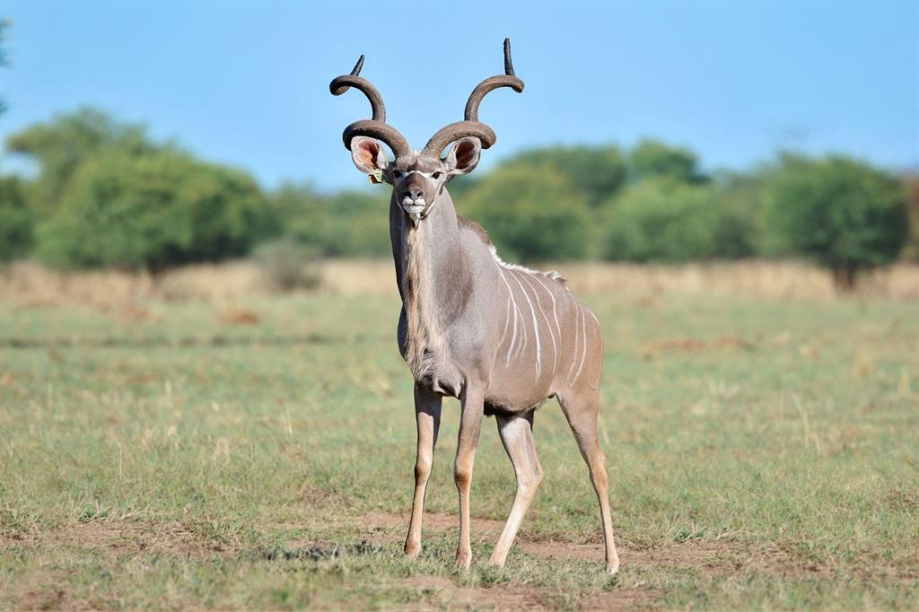 kudu 1